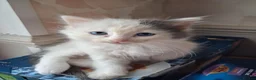 Ragdoll cats for sale: CUTE SOLID RAGDOLL KITTENS  - Advert 12