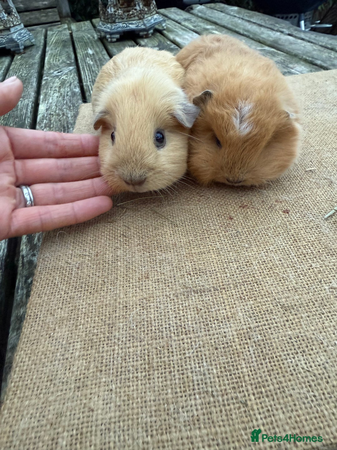 Guinea Pig rodents for sale: Pure bred California & Swiss guineapigs  - Advert 3