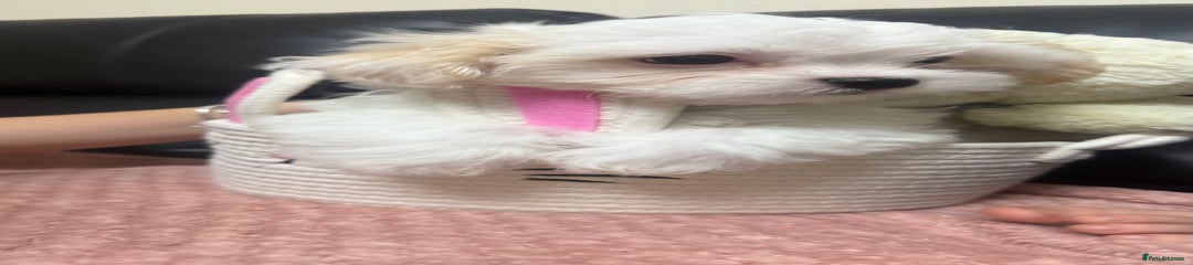 Maltese Puppy 1