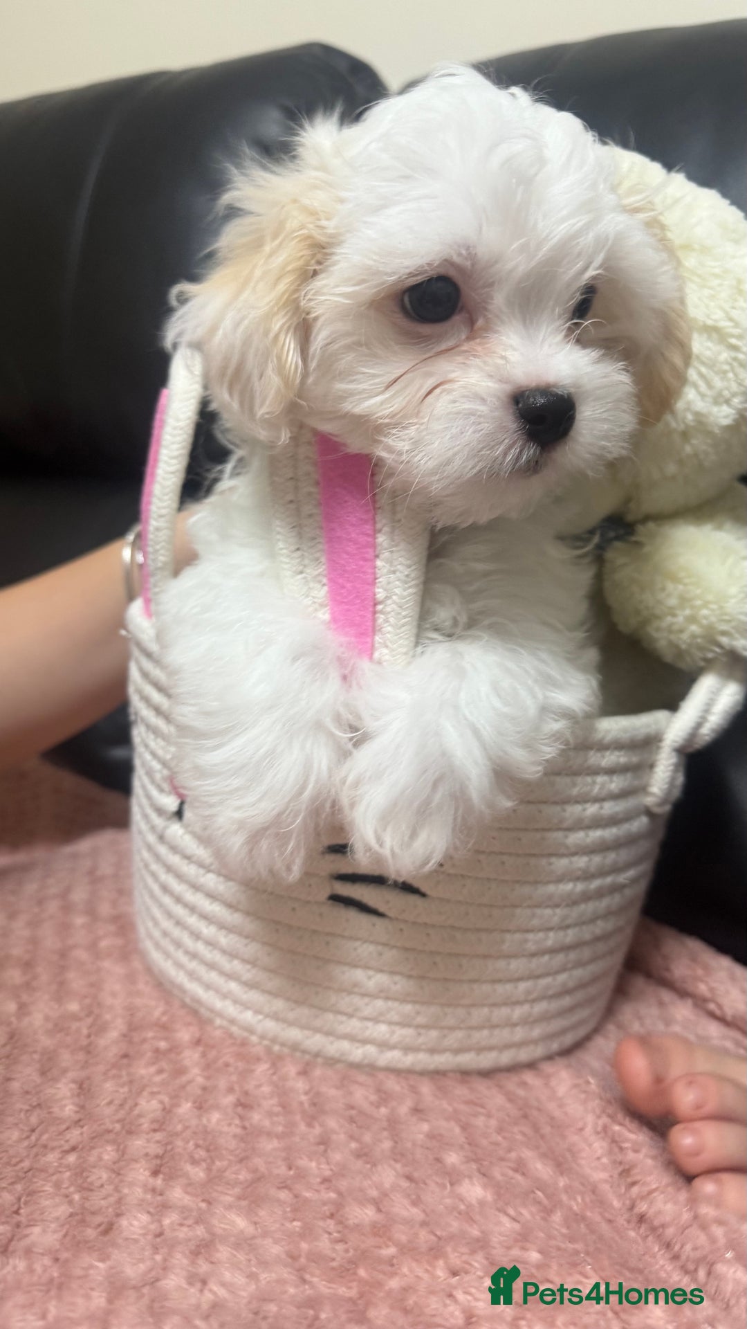 Maltese dogs for sale: Maltese puppy’s  - Image 4