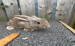 Mixed Breed rabbits for sale: Mixed breed boys free to good home  - Image 10