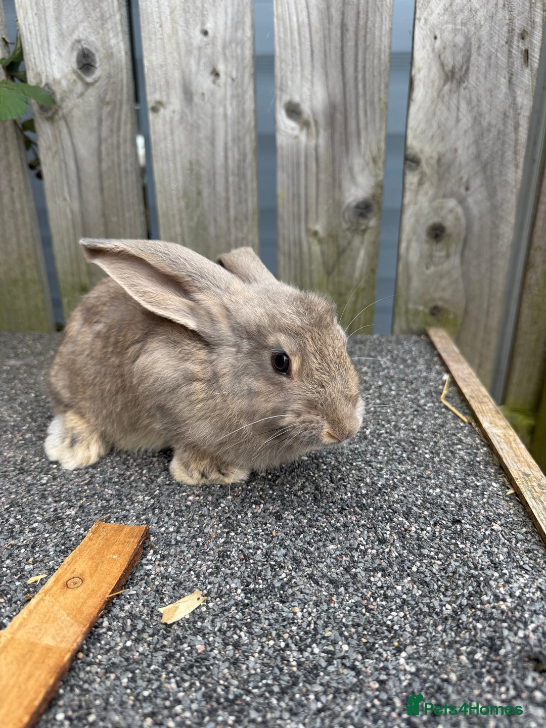 Mixed Breed rabbits for sale: Mixed breed boys free to good home  - Image 10