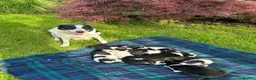 Border Collie dogs for sale: Adorable Border Collie puppies  - Advert 1