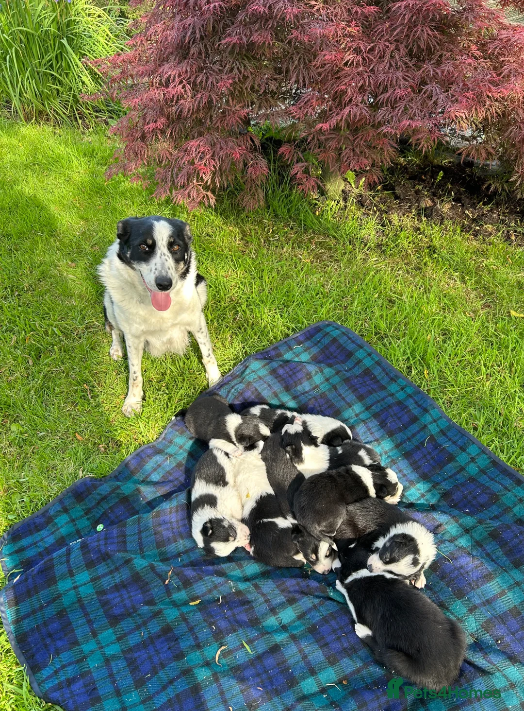 Border Collie dogs for sale: Adorable Border Collie puppies  - Advert 1