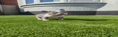 French Bulldog 4