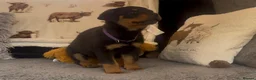 Rottweiler dogs for sale: Rottweiler Pups ready to leave  - Advert 22