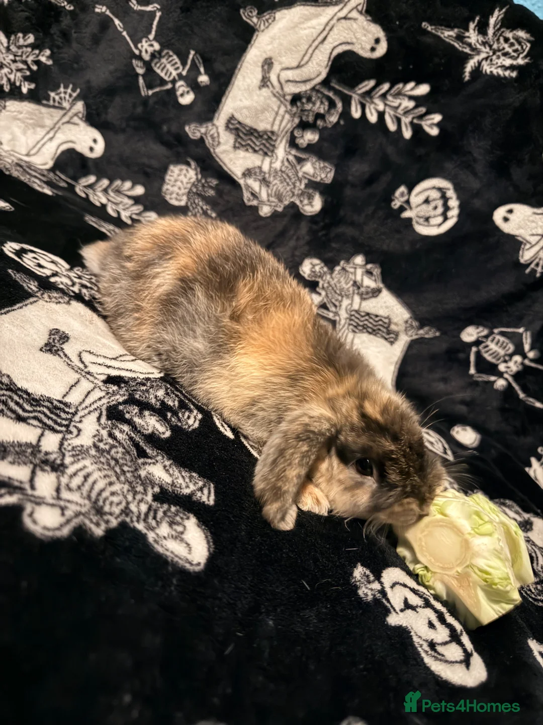 Mini Lop rabbits for sale: 5 beautiful mini lops for sale - Advert 2
