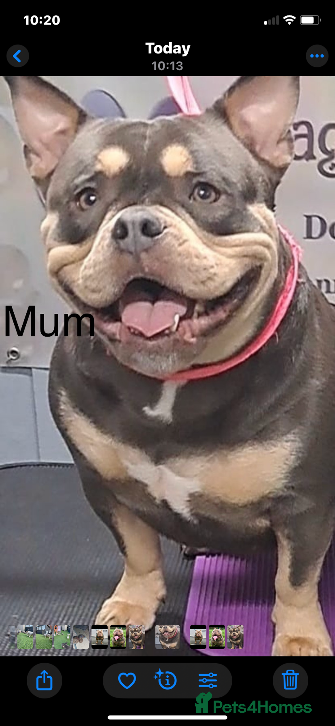 American Bully dogs for sale: Stunning pocket bully litter fully registered  - Image 2