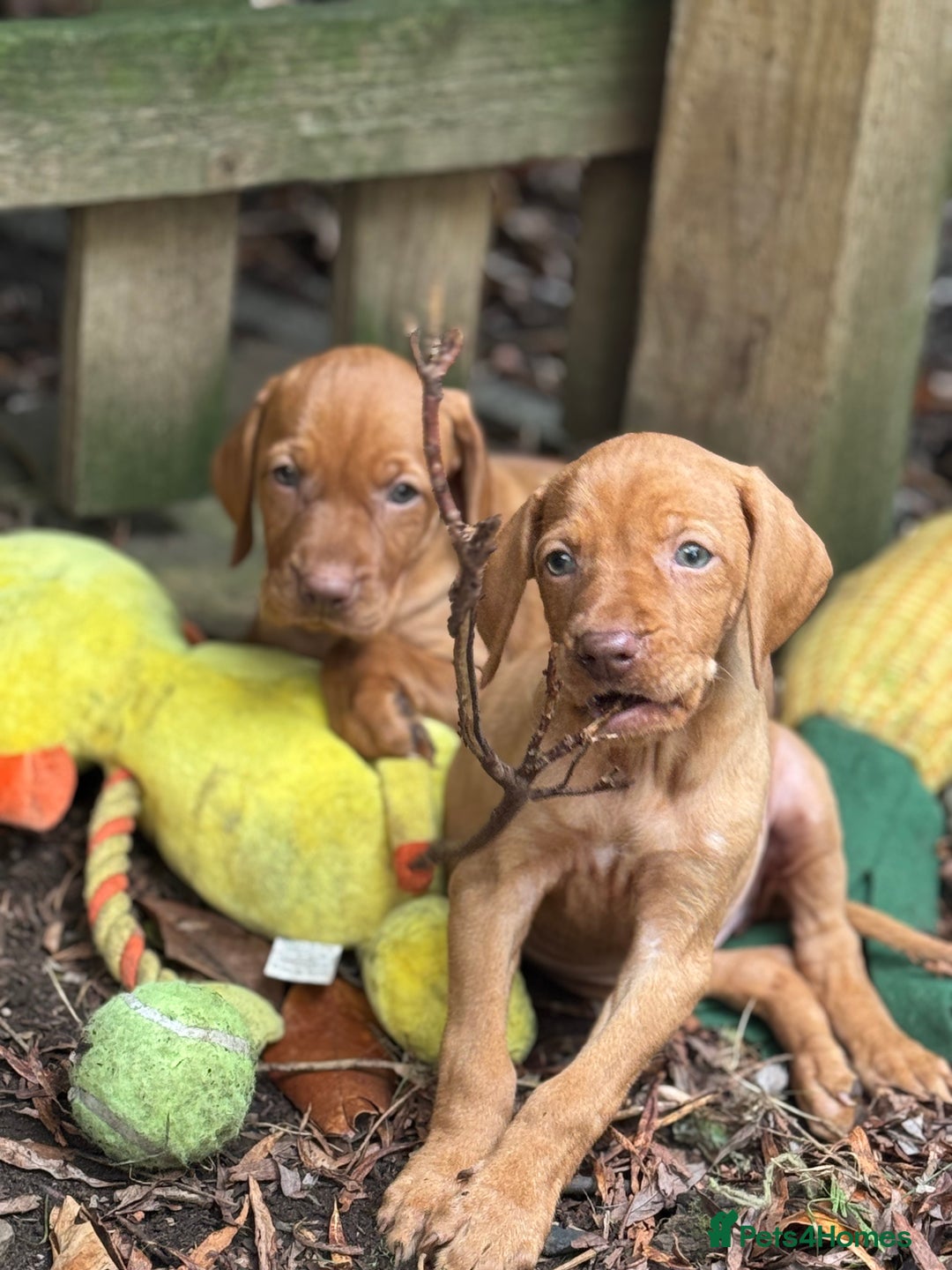 Hungarian Vizsla dogs for sale: PEDIGREE VIZSLA PUPS HIP & ELBOW TESTED PARENTS   - Image 24