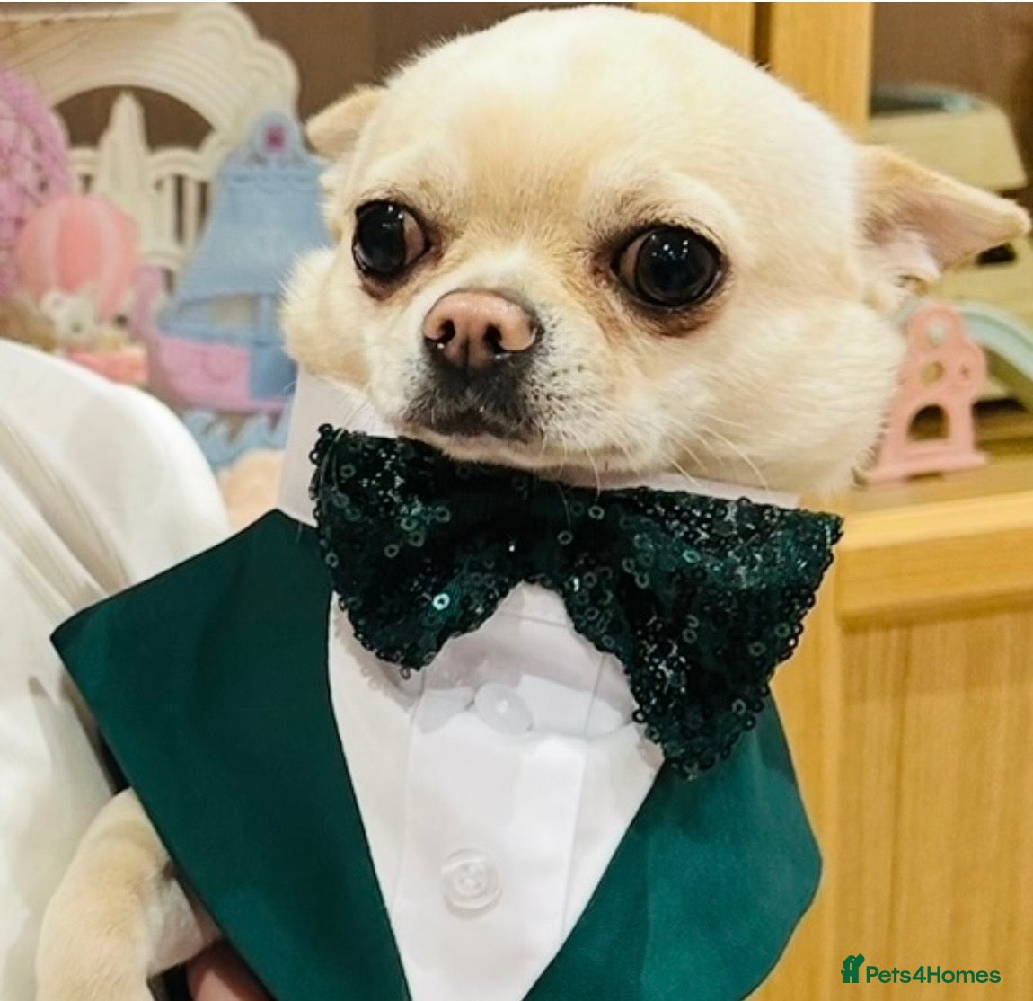 Chihuahua dogs Chihuahua Stud KC Registered  - Advert 2