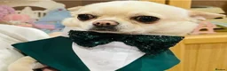 Chihuahua dogs for stud: Chihuahua Stud KC Registered  - Advert 3