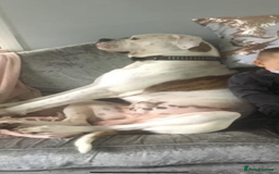 American Bulldog dogs for sale: Rocco American bulldog - Image 1