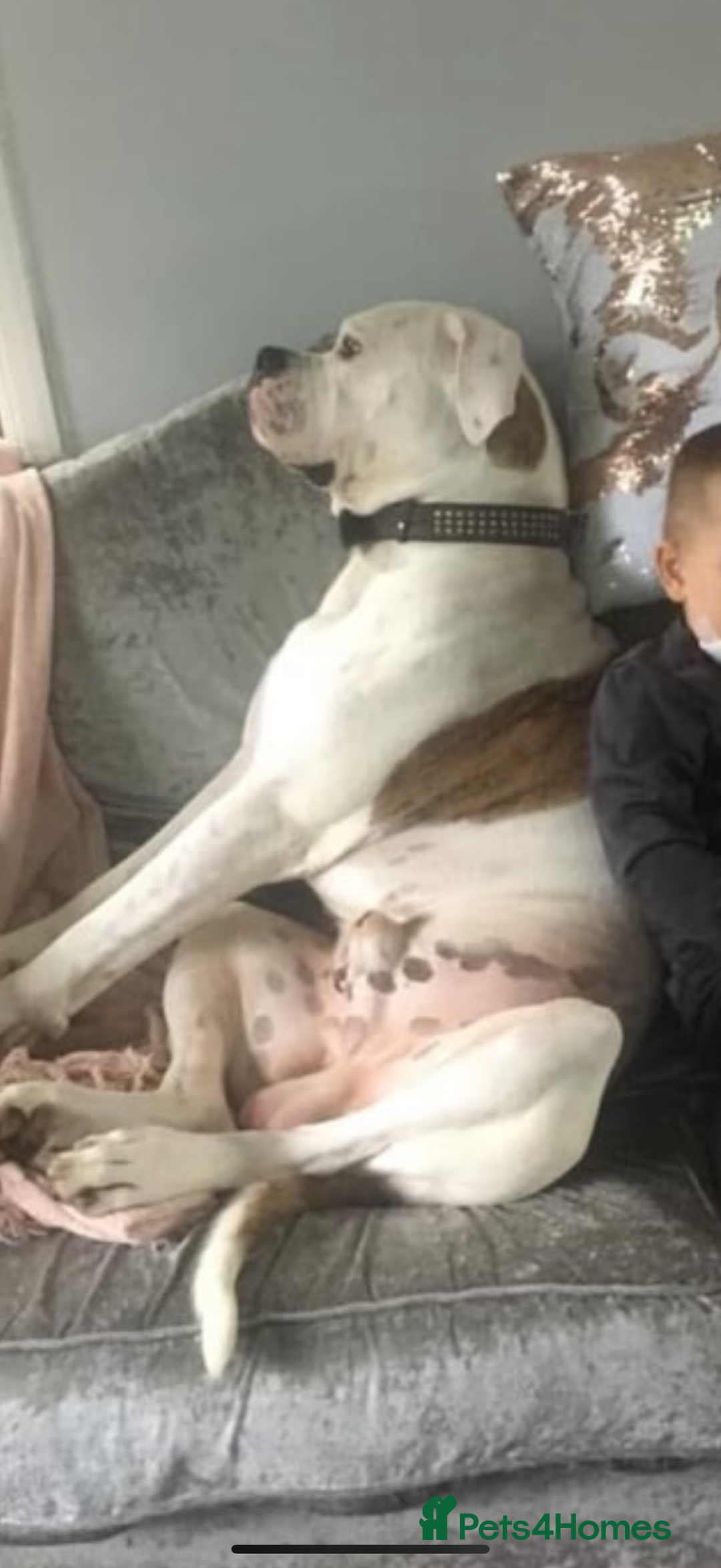 American Bulldog dogs for sale: Rocco American bulldog - Image 1