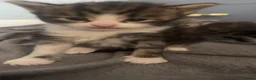Mixed Breed cats for sale: Mixed mainecoon kittens - Advert 3