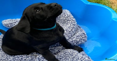 Labrador Retriever dogs - Advert 7