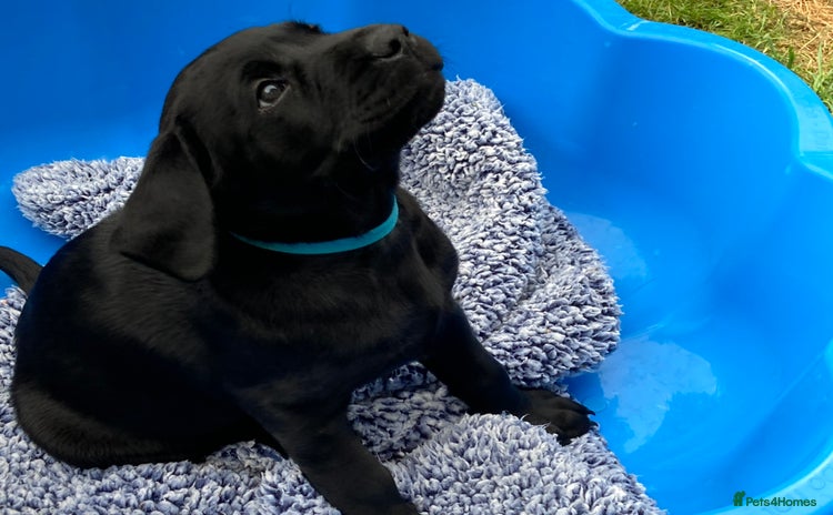 Labrador Retriever dogs - Advert 2