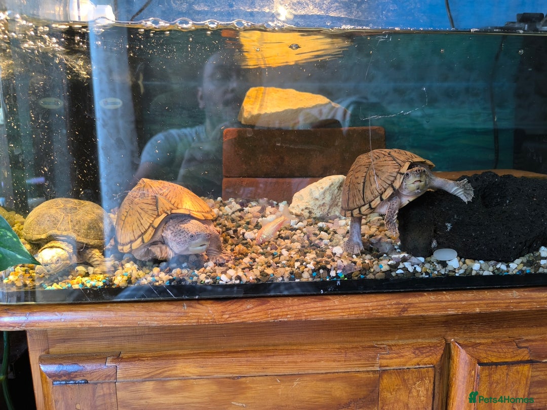 Turtle reptiles for sale: 2xRazor backed turtle male and female - Image 7