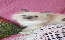 Ragdoll cats for sale: 💖Beautiful GCCF Registered Ragdoll Kittens. - Image 17