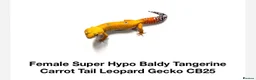 Gecko reptiles for sale: Leopard gecko  - Advert 2