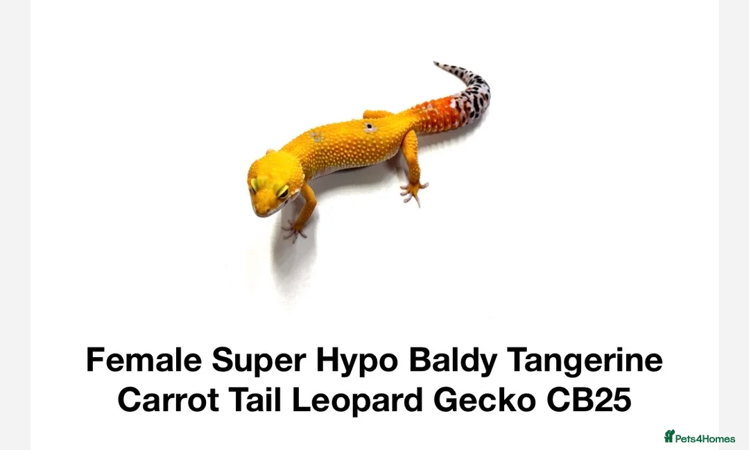 Gecko reptiles for sale: Leopard gecko  - Advert 2
