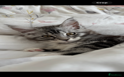 Maine Coon cats for sale: Maine Coon Kitten - Male - Image 5