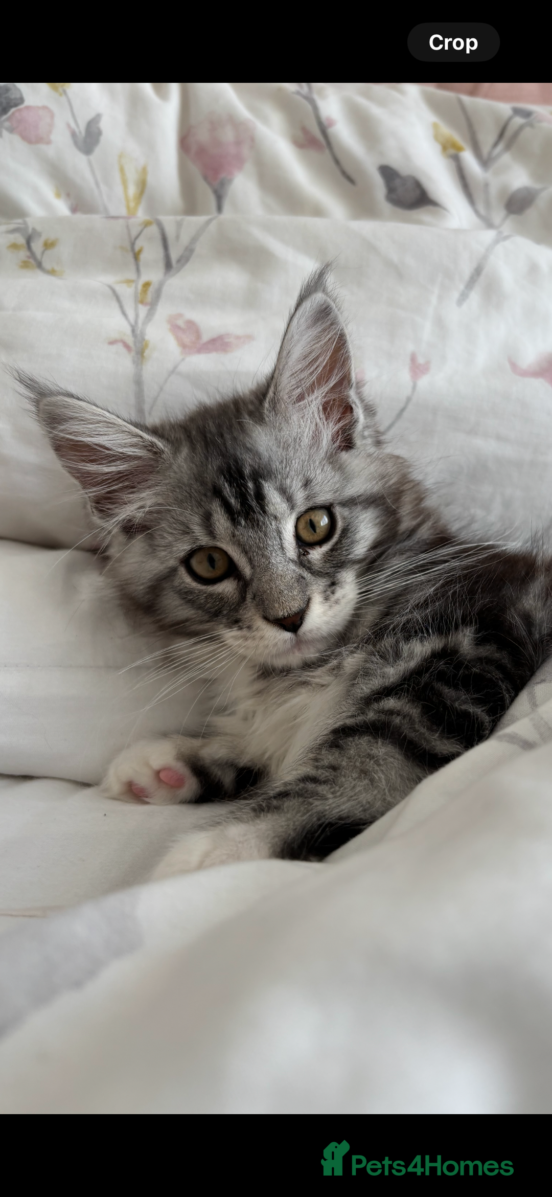 Maine Coon cats for sale: Maine Coon Kitten - Male - Image 5