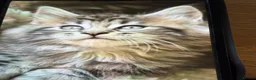Maine Coon cats for sale: Stunning mission kittens  in Nuneaton - Advert 14