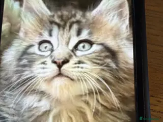 Maine Coon cats Stunning big mainecoon kittens - Advert 16