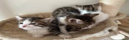 Bengal cats for sale: Bengal cross  - Advert 9