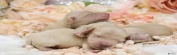 Miniature Dachshund dogs for sale: KC Cream Longhair Miniature Dachshund Puppies in Wisbech - Advert 4