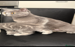 British Shorthair cats for sale: British short hair cross 2 female kittens - Image 8