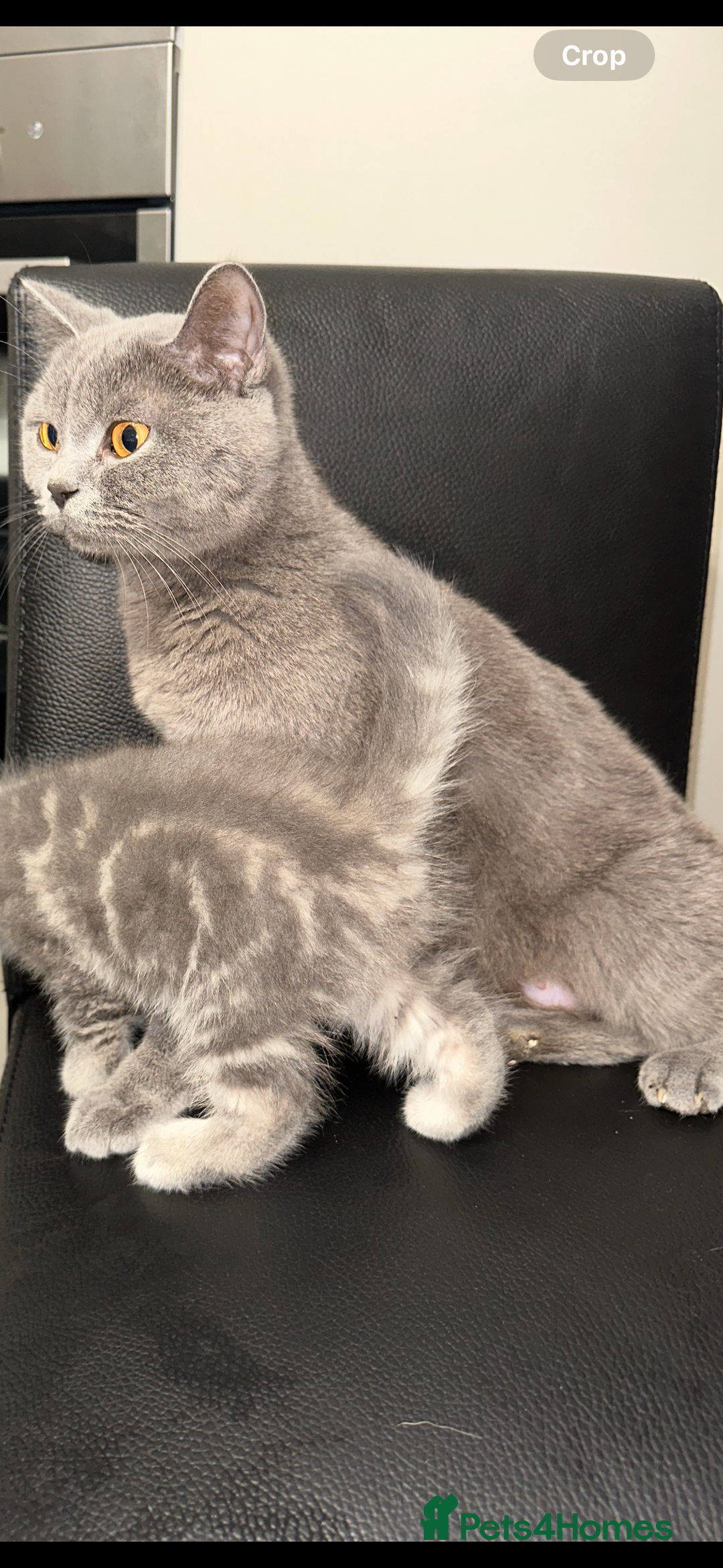 British Shorthair cats for sale: British short hair cross 2 female kittens - Image 8