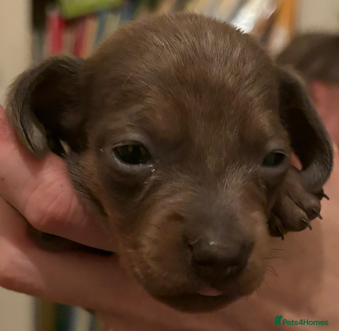 Dachshund dogs for sale: Adorable miniature dachshunds NOW BEEN REDUCED  - Advert 7
