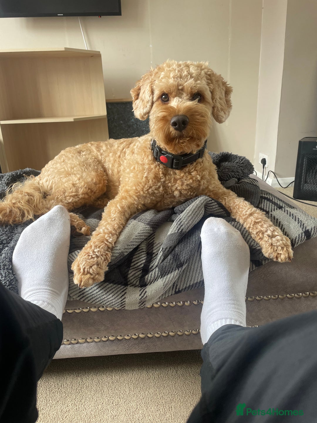 Cockapoo dogs for stud: Cockapoo for Stud  - Advert 8