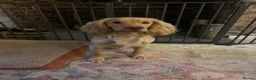 Cocker Spaniel dogs for sale: Golden cocker spaniel pups  - Advert 31