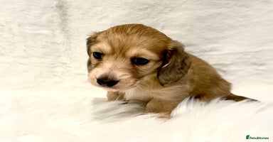 Miniature Dachshund dogs - Advert 9