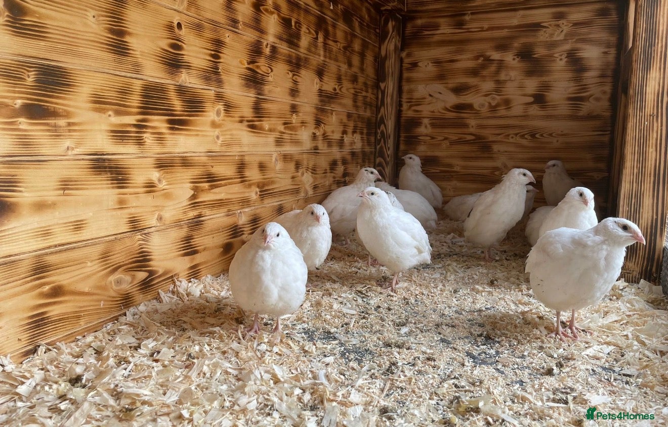 Mixed Breed birds Female English white quail £8 each  - Advert 2