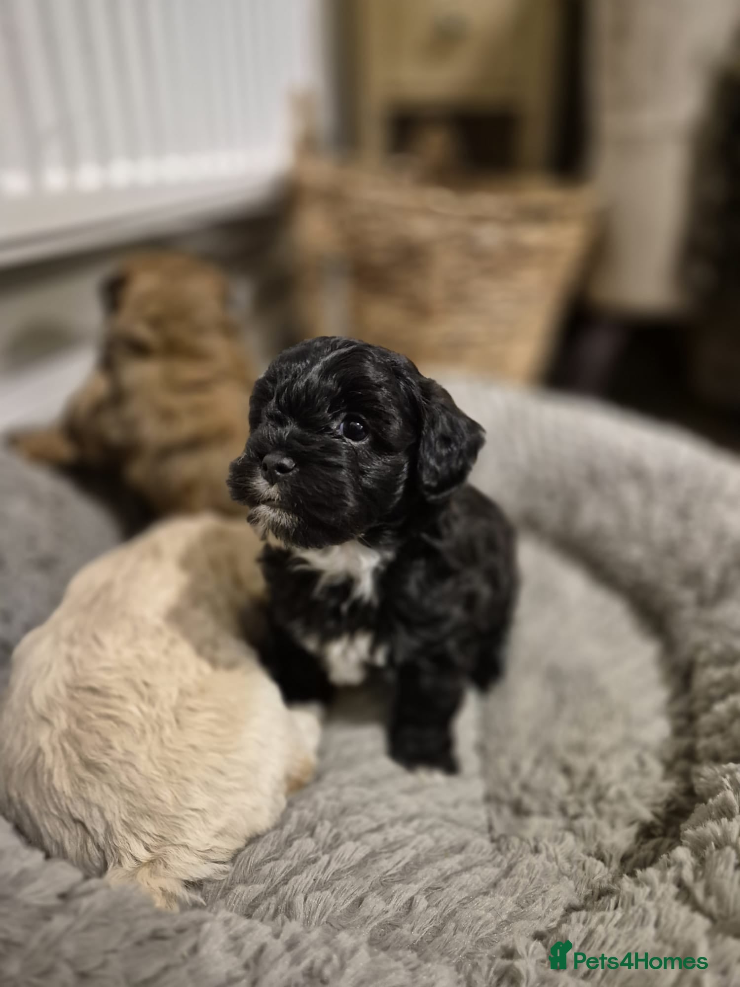 Lhasapoo dogs Lhasa apso x Toy poodle READY TO COLLECT LAST ONE - Advert 3