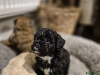 Lhasapoo dogs Lhasa apso x Toy poodle READY TO COLLECT LAST ONE - Advert 7