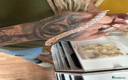 Corn Snake reptiles for sale: Corn snakes and leopard geckos babies - Image 13