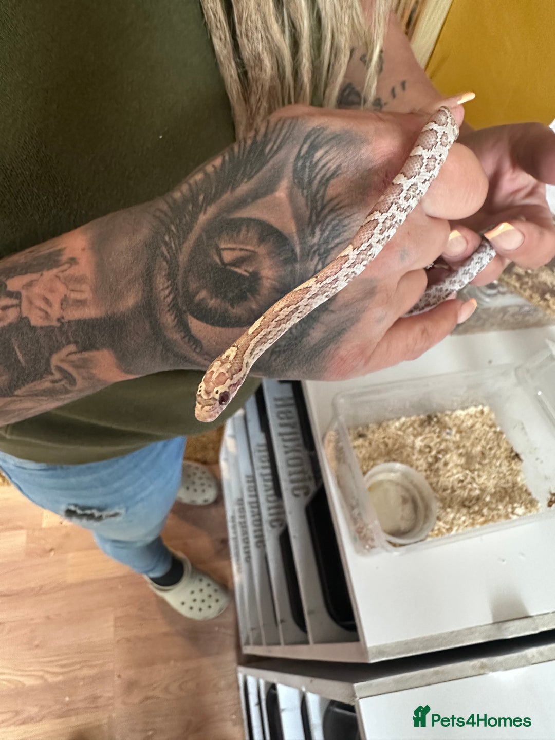 Corn Snake reptiles for sale: Corn snakes and leopard geckos babies - Image 13