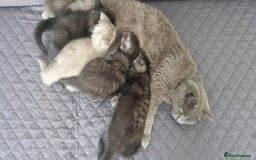 British Shorthair cats for sale: 4 British Shorthair  - Image 22