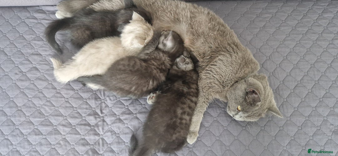 British Shorthair cats for sale: 4 British Shorthair  - Image 22