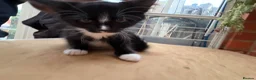 Korat cats for sale: Kittens for Sale – Price Negotiable 🐾 - Advert 36