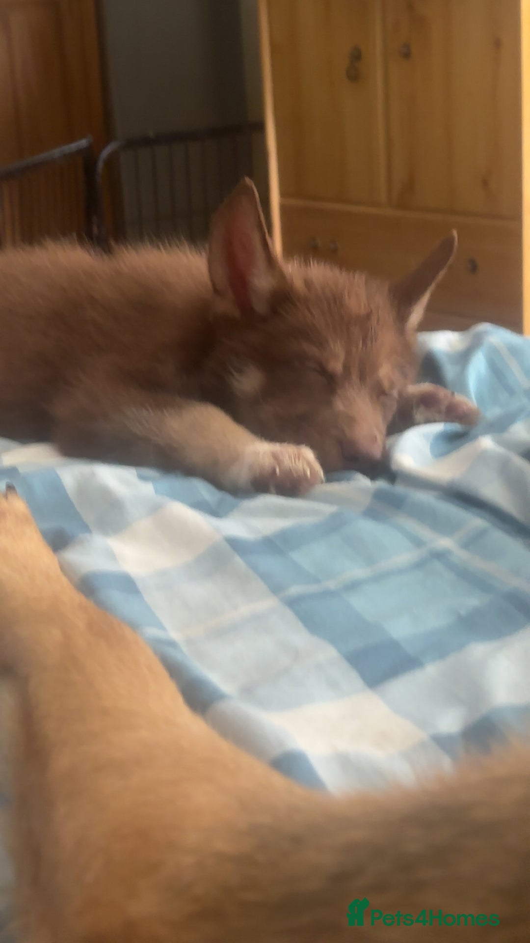 Shepsky dogs for sale: Shepsky - Image 10