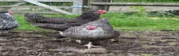 Chickens poultry for sale: Point of lay hens  silver sussex - Advert 17