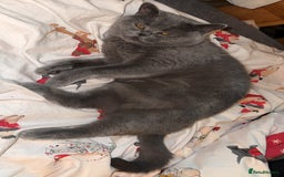 Scottish Fold cats for sale: 3 year old Scottish fold  - Image 2