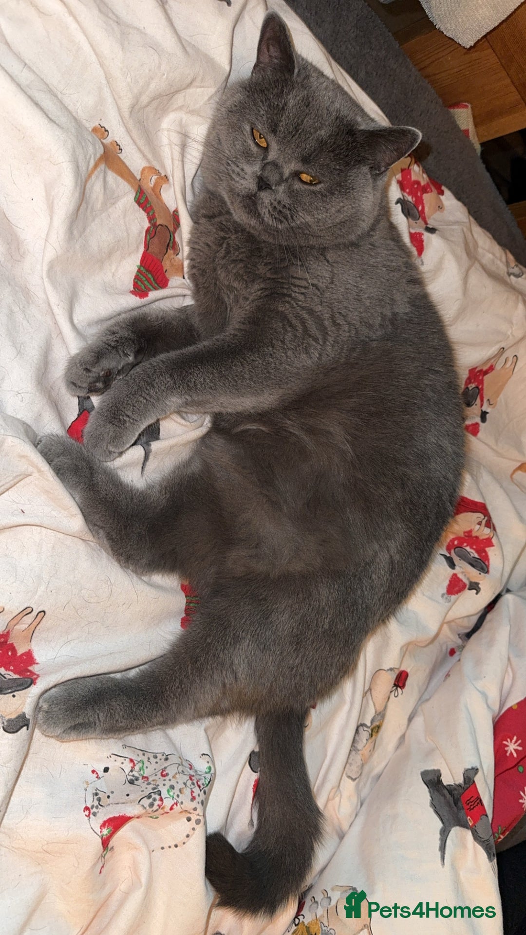 Scottish Fold cats for sale: 3 year old Scottish fold  - Image 2