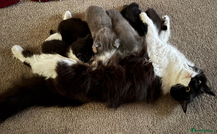 Domestic Shorthair cats - Advert 1