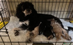Cockapoo dogs for sale: Miniature f1 cocker poodles  - Advert 1